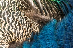 Peacock feathers macro texture background Stock Photo Peacock feathers macro texture background Stock Photo