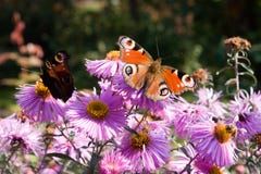 Peacock Butterflies On Aster Flowers Stock Photo