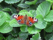 Peacock Butterfly Family Nymphalidae on a green leaf stock photos Peacock Butterfly Family Nymphalidae on a green leaf stock photos