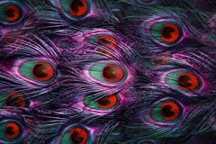 Peacock Feathers Royalty Free Stock Photo Peacock Feathers Royalty Free Stock Photo