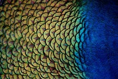 Peacock Feathers Close-Up