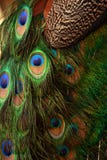 Peacock feathers close up view royalty free stock photography Peacock feathers close up view royalty free stock photography