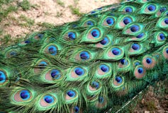 Peacock Feathers Pattern Stock Image Peacock Feathers Pattern Stock Image