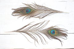Peacock feathers on white wooden background Stock Photography Peacock feathers on white wooden background Stock Photography