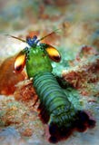 Peacock Mantis Shrimp Stock Photography Peacock Mantis Shrimp Stock Photography