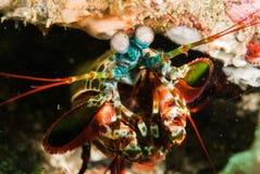 Peacock mantis shrimp in Ambon, Maluku, Indonesia underwater photo royalty free stock photography Peacock mantis shrimp in Ambon, Maluku, Indonesia underwater photo royalty free stock photography