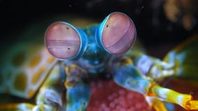 Peacock mantis shrimp eyes move fast