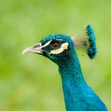 Peacock S Head Royalty Free Stock Image
