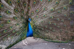 The peacock shows the tail, the peacock presents feathers, arranges courtship, Peacock`s Eye royalty free stock photography The peacock shows the tail, the peacock presents feathers, arranges courtship, Peacock`s Eye royalty free stock photography