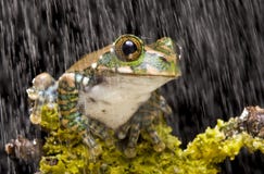 Peacock Tree Frog Royalty Free Stock Photography