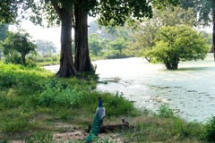 Peacock in front of a Lake. Udawalawe national park Sri Lanka royalty free stock images Peacock in front of a Lake. Udawalawe national park Sri Lanka royalty free stock images