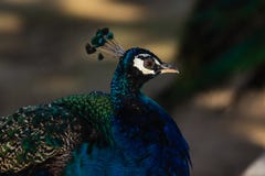 Peacock με το φωτεινό ζωηρόχρωμο φτέρωμα στοκ εικόνα με δικαίωμα ελεύθερης χρήσης Peacock με το φωτεινό ζωηρόχρωμο φτέρωμα στοκ εικόνα με δικαίωμα ελεύθερης χρήσης