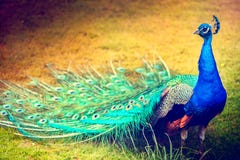 Peacock που περπατά στην πράσινη χλόη, πυροβολισμός κινηματογραφήσεων σε πρώτο πλάνο Υπόβαθρο Biird Στοκ φωτογραφίες με δικαίωμα ελεύθερης χρήσης Peacock που περπατά στην πράσινη χλόη, πυροβολισμός κινηματογραφήσεων σε πρώτο πλάνο Υπόβαθρο Biird Στοκ φωτογραφίες με δικαίωμα ελεύθερης χρήσης