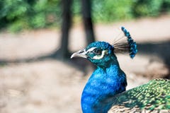 Peafowl masculino indiano ou cabeça azul do peafowl no fundo borrado na natureza fotos de stock Peafowl masculino indiano ou cabeça azul do peafowl no fundo borrado na natureza fotos de stock
