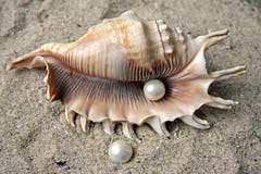 Pearls And Shell Royalty Free Stock Photography