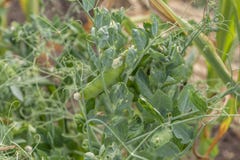 Peas growing in the garden on the beds, close-up. background with pea pods in the garden royalty free stock photography Peas growing in the garden on the beds, close-up. background with pea pods in the garden royalty free stock photography