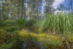 Peat bogs - National Nature Reserve - Cervene blato,Trebonsko Stock Photo Peat bogs - National Nature Reserve - Cervene blato,Trebonsko Stock Photo