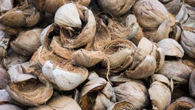 Peau de coquille de noix de coco avec le paquet brun de couleur dans le pays tropical de l'Indonésie image stock Peau de coquille de noix de coco avec le paquet brun de couleur dans le pays tropical de l'Indonésie image stock