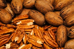 pecans images libres de droits pecans images libres de droits