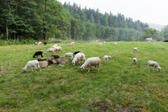 Pecore bianche sul prato, agnello fotografie stock libere da diritti Pecore bianche sul prato, agnello fotografie stock libere da diritti