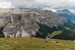 Pecore che pascono sul prato alpino in dolomia immagini stock Pecore che pascono sul prato alpino in dolomia immagini stock