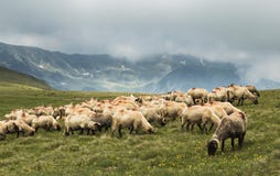 Pecore che scendono la montagna fotografia stock Pecore che scendono la montagna fotografia stock