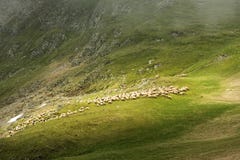 Pecore che scendono la montagna fotografia stock Pecore che scendono la montagna fotografia stock