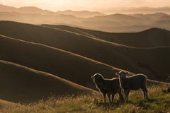 Pecore retroilluminate che pascono sulle colline di Wither immagine stock libera da diritti Pecore retroilluminate che pascono sulle colline di Wither immagine stock libera da diritti