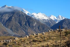 Pecore sopra il supporto domenica con neve sulle montagne nel fondo, Canterbury, isola del sud, Nuova Zelanda fotografie stock Pecore sopra il supporto domenica con neve sulle montagne nel fondo, Canterbury, isola del sud, Nuova Zelanda fotografie stock
