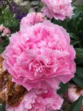 Peek-a-Boo cotton candy pink peonies stock photo Peek-a-Boo cotton candy pink peonies stock photo