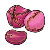 Peeled and whole kola nuts isolated on white stock illustration Peeled and whole kola nuts isolated on white stock illustration