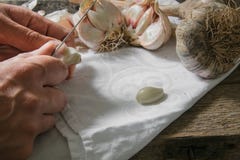 Peeling the garlic royalty free stock photos Peeling the garlic royalty free stock photos