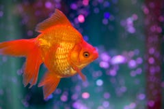Peixe dourado vermelho fotos de stock Peixe dourado vermelho fotos de stock