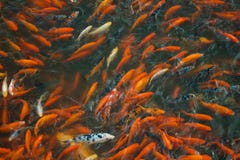 Peixes chineses em uma lagoa em China imagem de stock Peixes chineses em uma lagoa em China imagem de stock