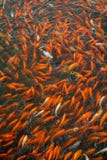 Peixes chineses em uma lagoa em China imagens de stock royalty free Peixes chineses em uma lagoa em China imagens de stock royalty free