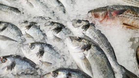 Peixes CONGELADOS Peixes frescos na venda do gelo no mercado alimento de mar no supermercado Armazene o fundo foto de stock royalty free Peixes CONGELADOS Peixes frescos na venda do gelo no mercado alimento de mar no supermercado Armazene o fundo foto de stock royalty free