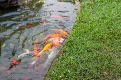Peixes da carpa de Koi que nadam em uma água Natação dourada dos peixes na lagoa fotos de stock Peixes da carpa de Koi que nadam em uma água Natação dourada dos peixes na lagoa fotos de stock