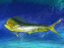 Peixes do golfinho