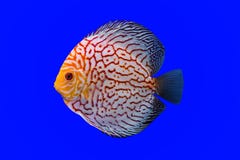 Peixes do Pompadour imagem de stock Peixes do Pompadour imagem de stock