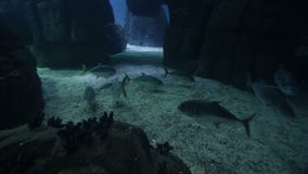 Peixes e anfíbios variados em um aquário gigante para o entretenimento aos turistas video estoque Peixes e anfíbios variados em um aquário gigante para o entretenimento aos turistas video estoque