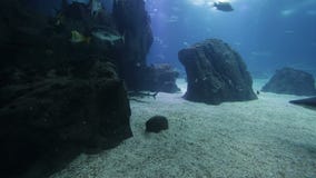 Peixes e anfíbios variados em um aquário gigante para o entretenimento aos turistas vídeos de arquivo Peixes e anfíbios variados em um aquário gigante para o entretenimento aos turistas vídeos de arquivo