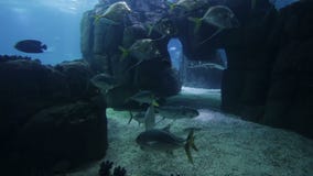 Peixes e anfíbios variados em um aquário gigante para o entretenimento aos turistas filme Peixes e anfíbios variados em um aquário gigante para o entretenimento aos turistas filme