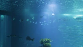 Peixes e anfíbios variados no aquário gigante para o entretenimento aos turistas filme Peixes e anfíbios variados no aquário gigante para o entretenimento aos turistas filme