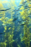Peixes na floresta da alga com luz levemente filtrada imagens de stock Peixes na floresta da alga com luz levemente filtrada imagens de stock