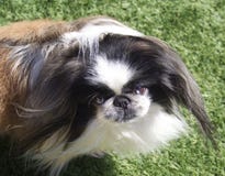 Pekinese стоковая фотография Pekinese стоковая фотография