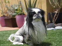 pekingese foto de stock pekingese foto de stock