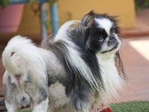 pekingese стоковая фотография pekingese стоковая фотография