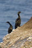 Pelagische Aalscholver, Pelagic Cormorant, Phalacrocorax pelagic stock photo Pelagische Aalscholver, Pelagic Cormorant, Phalacrocorax pelagic stock photo