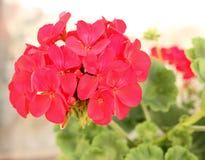 Pelargonium flowering in summer. Close-up picture royalty free stock photography Pelargonium flowering in summer. Close-up picture royalty free stock photography
