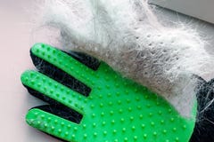 Peli bianchi e grigi del gatto o del cane sul guanto verde dopo avere governato, rimozione dell'animale domestico della lana immagine stock libera da diritti Peli bianchi e grigi del gatto o del cane sul guanto verde dopo avere governato, rimozione dell'animale domestico della lana immagine stock libera da diritti